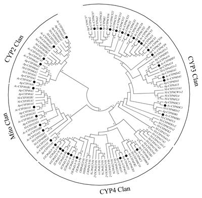 Function Analysis of P450 and GST Genes to Imidacloprid in Aphis craccivora (Koch)